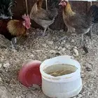 طقم دجاج عربي للبيع