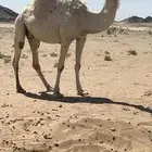 للبيع الناقه