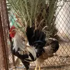 للبيع طقم عربي شوكي