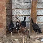 فروخ سندي