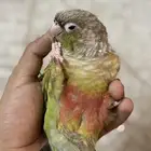 كنيور اليف