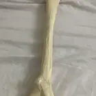 هيكل عظام