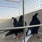 للبيع طبتين قطايف درع