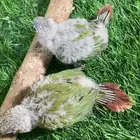 فروخ كنيور ( تم البيع )