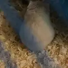 هامستر سوري لون نادر