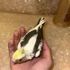 فرخ كروان لاتينو مكتف هولندي