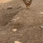 دجاج بلدي بياض واديكه