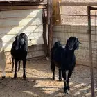 معزا البيع
