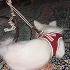 كلب للبيع