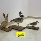 للبيع حبارا وكروان وارنب