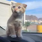 قطه يكوتش للبيع