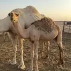 قعود