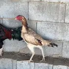 شامو ياباني