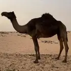 ناقه مجهم