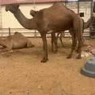 بكره جذعه تثني صفرا