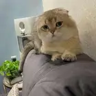 سكوتش فولد قولد