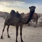 بكره وقعودين كفوو للييع