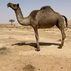 ثلاث عروض كفو قصب فل شحم وناقه ملاقي