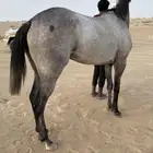 فرس انقلينزي سباق