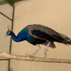 طاووس هندي