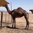 بكره صفرا