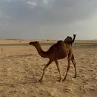 اليبيع