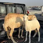 نعجه