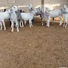 ( تم البيع ) جفار ضرايب صنف