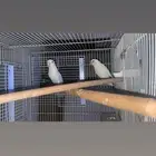 إناثي روز منتجات