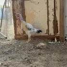 دجاج شامو بياض وديك