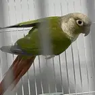 للبيع جوز كنيور