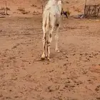 للبيع القعود عمره 7 شهور
