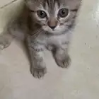 قطط