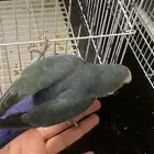 ببغاء للبيع