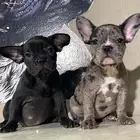 جراء فرنش بولدج