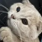 قط ذكر سكوش فول