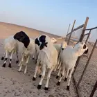 ذبايح