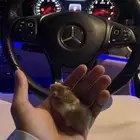 هامستر