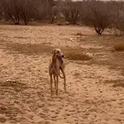 للبيع سلوقي عربي