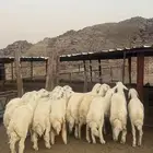 طليان جبره