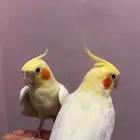 جوز كروان للبيع اليف