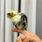 طير كروان اليف