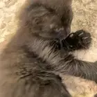 قطط صغيرة للتبني