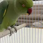 دره اليف متكلم