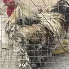 دجاج كوشن