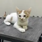 قط ذكر 3 شهور