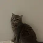 تبني لونا