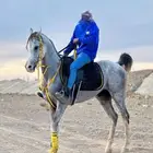 حصان ورق لبيع