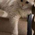 قطط هملايا