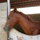 حصان عربي اصيل